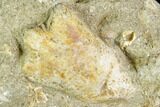 Cretaceous Fossil Coral (Synastraea) - Morocco #111596-2
